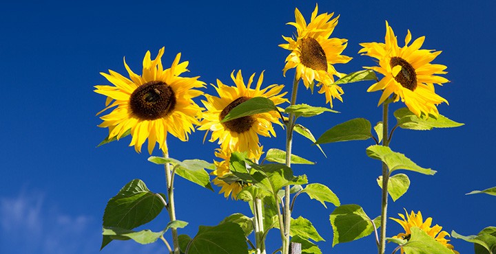 sunflowers represent happiness